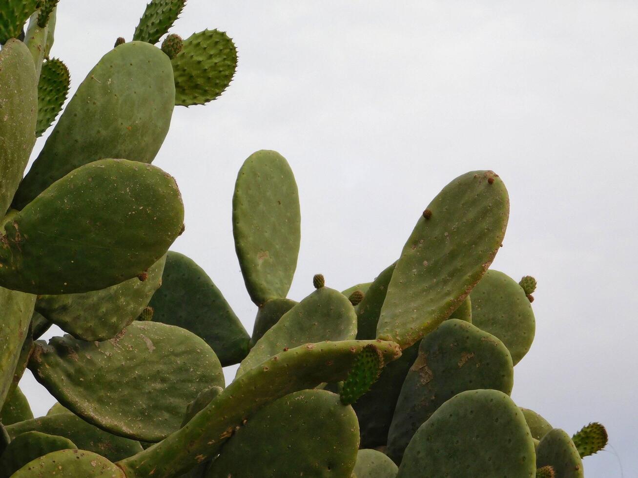 Thorny plants outdoor photo