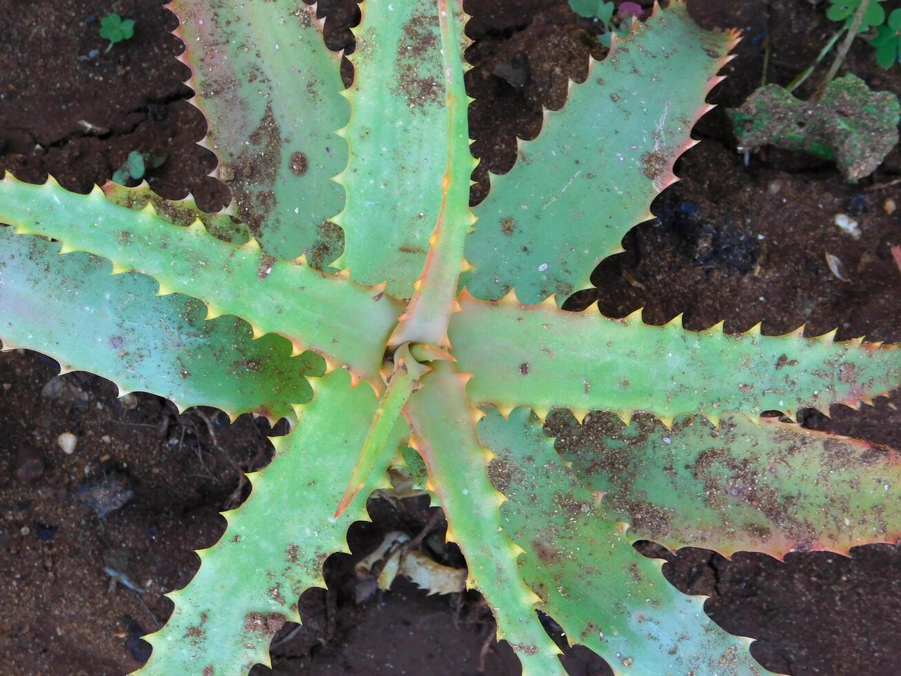 Thorny plants outdoor photo