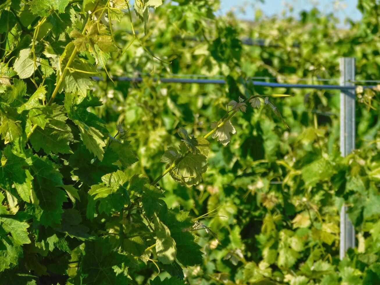 Grape leaves outdoor photo