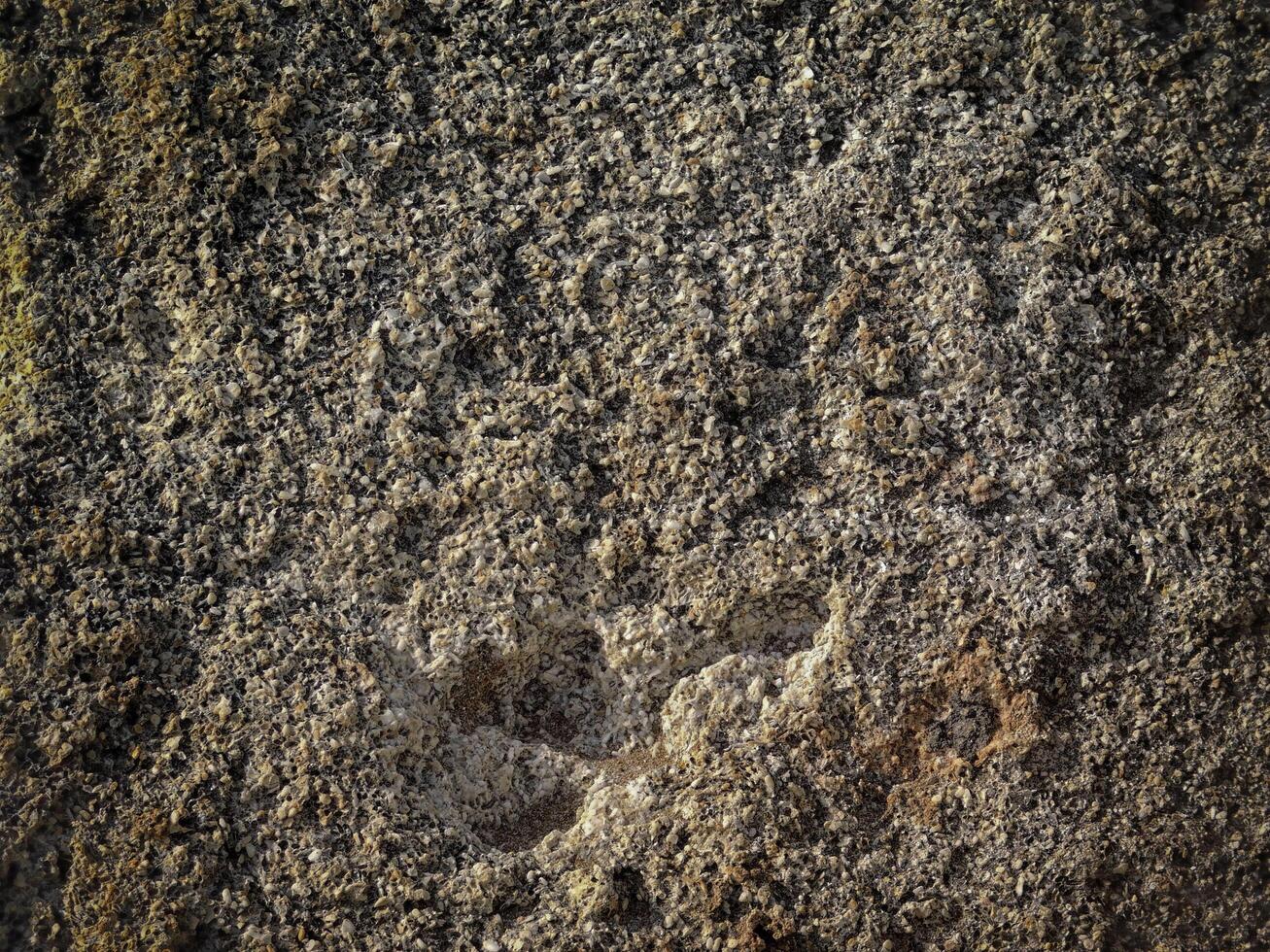 Dark Stone Texture In The Garden photo