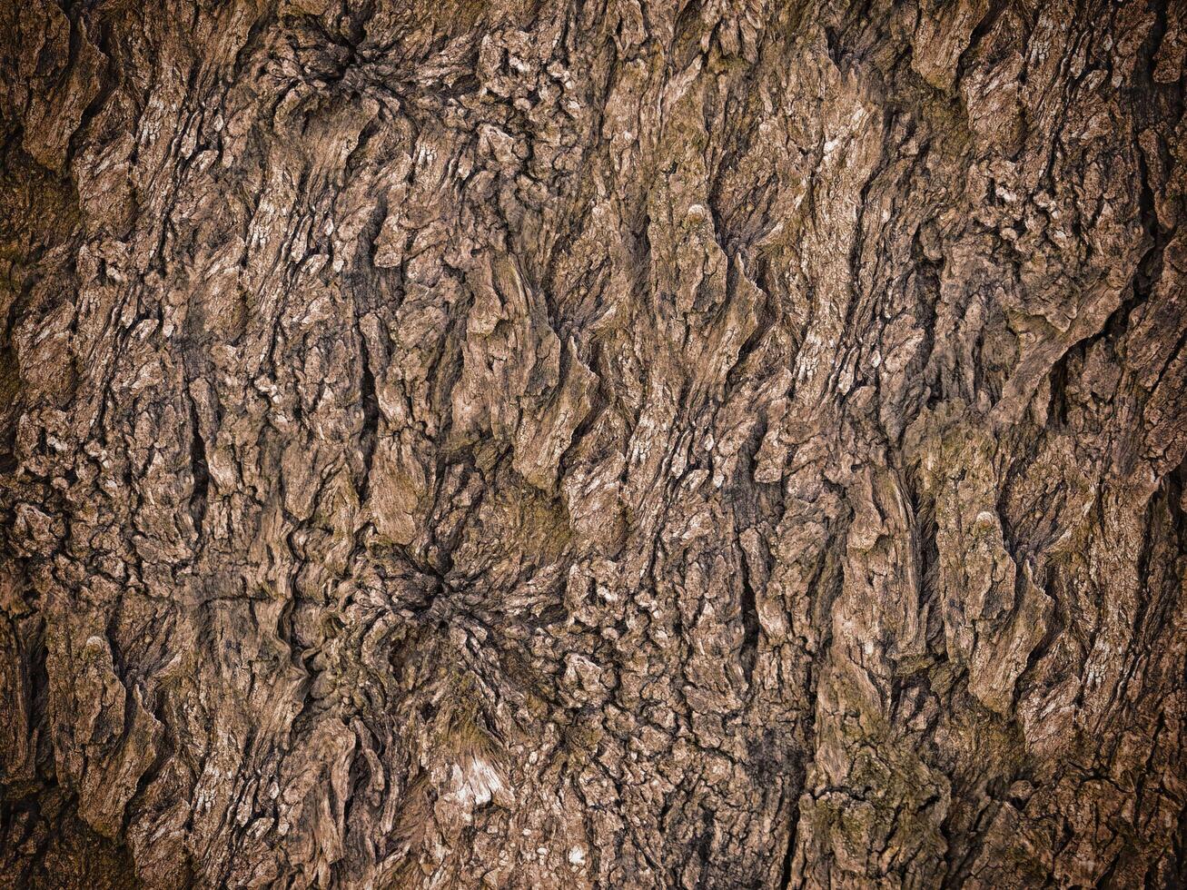 textura de madera oscura en el jardín foto