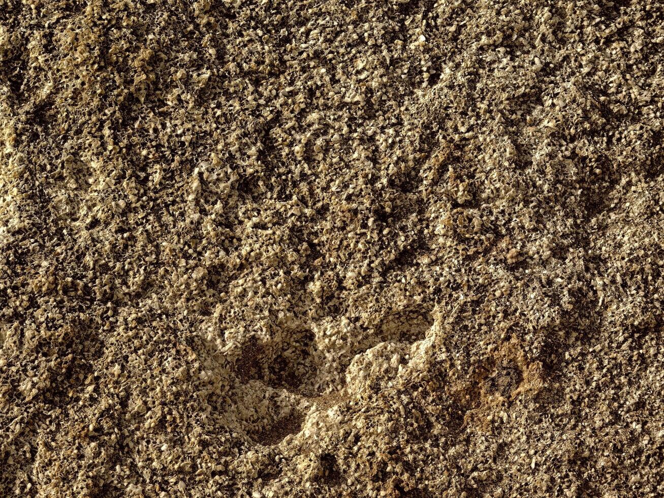 Brown Stone Texture photo