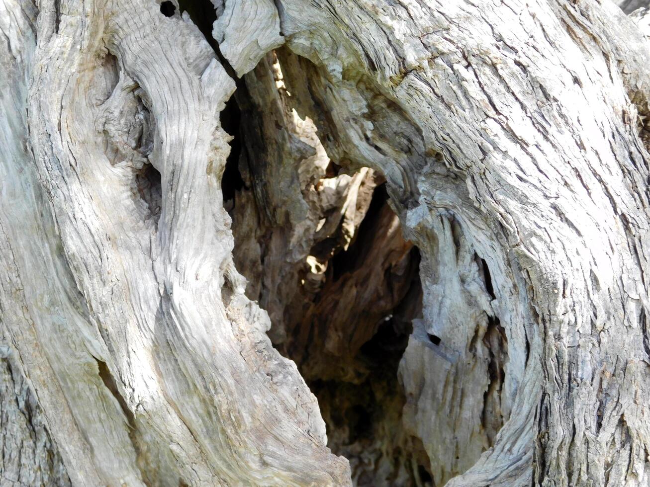 tree trunk texture photo