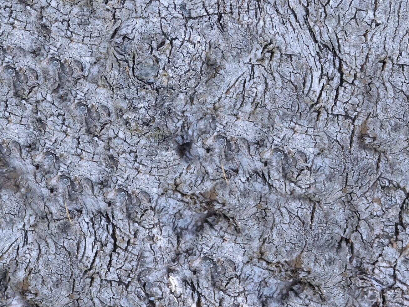 outdoor tree trunk texture photo