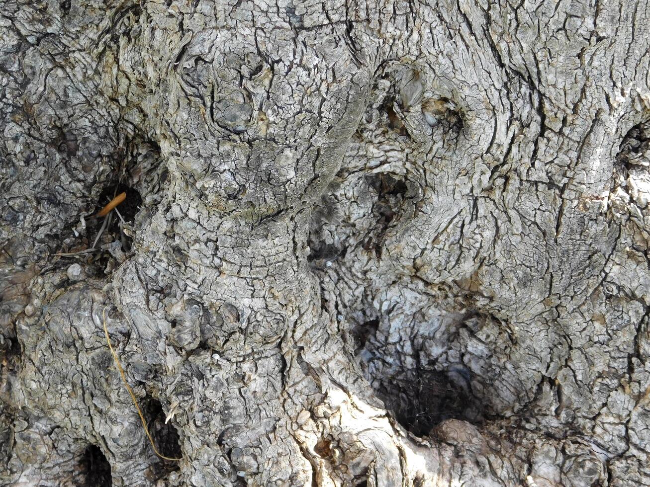 textura de tronco de árbol foto