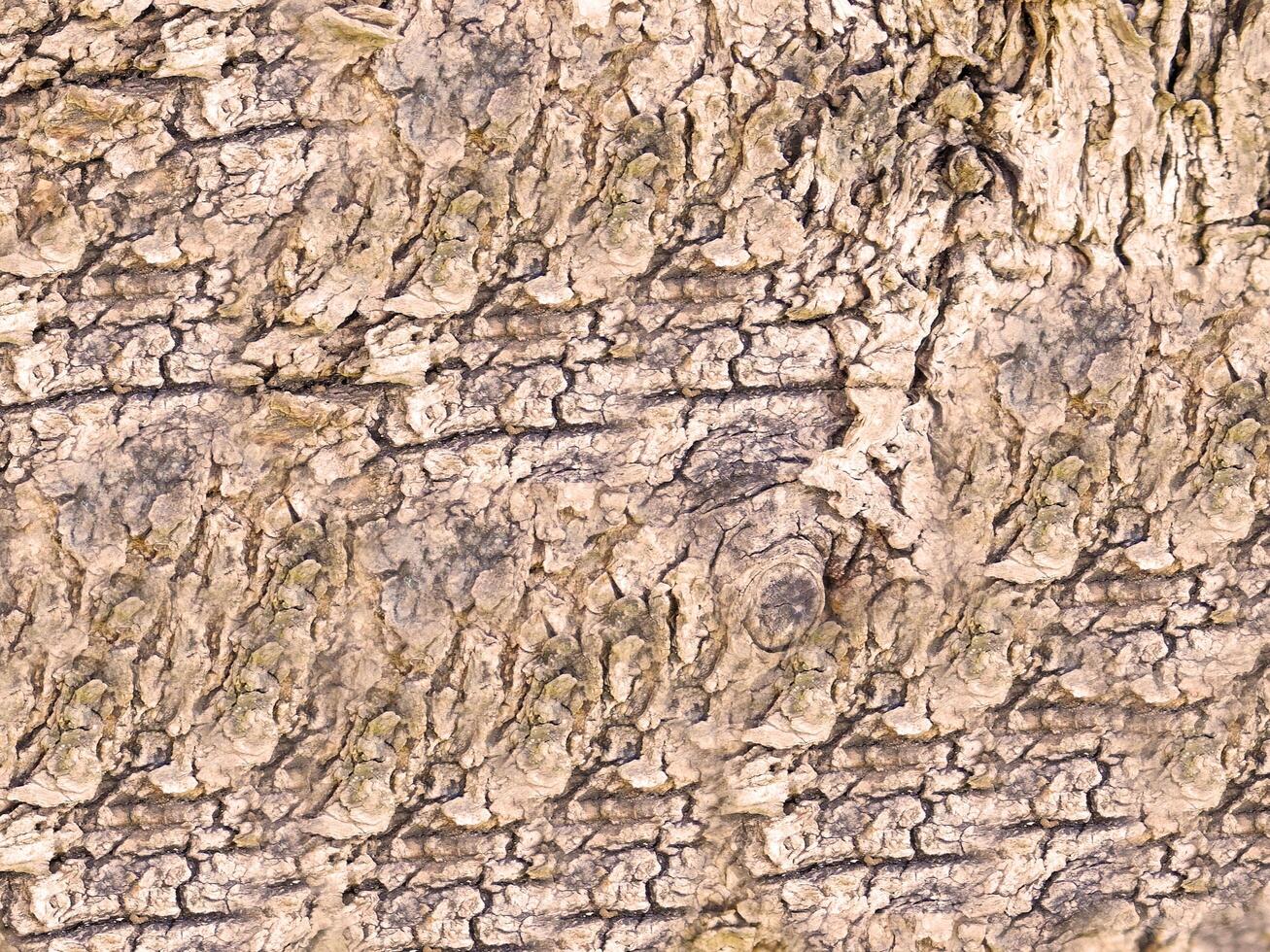 tree trunk texture photo