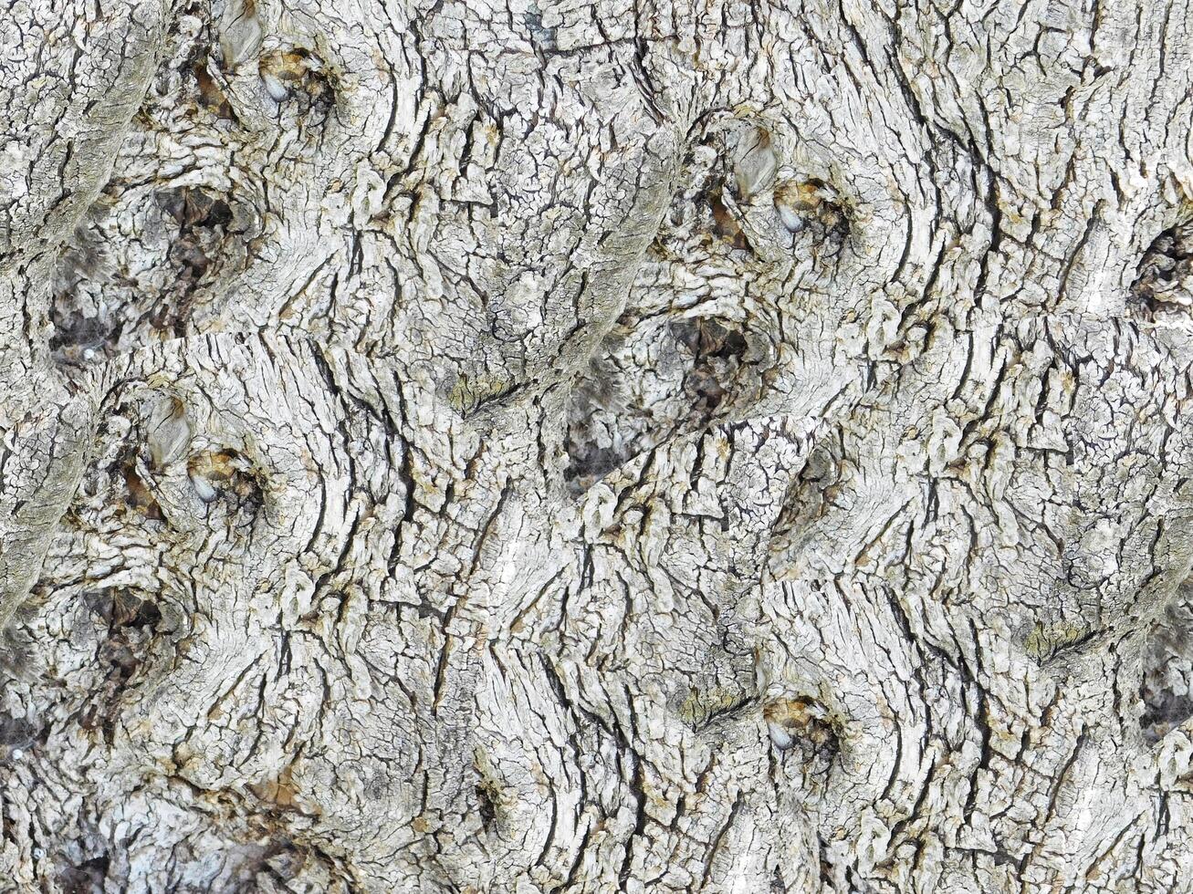 Outdoor wood texture photo