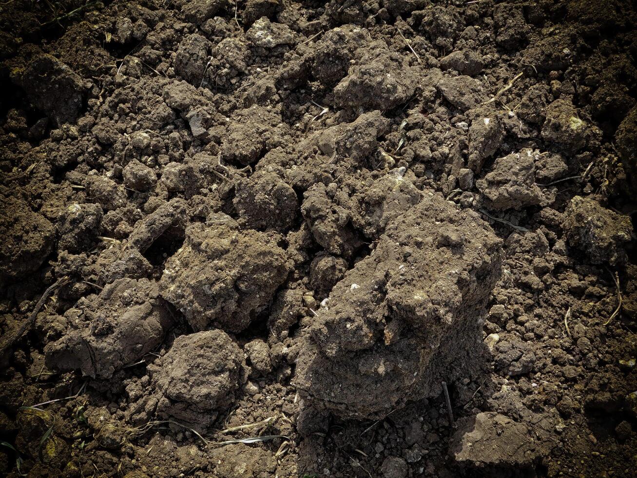 Dark Earth Texture In The Garden photo