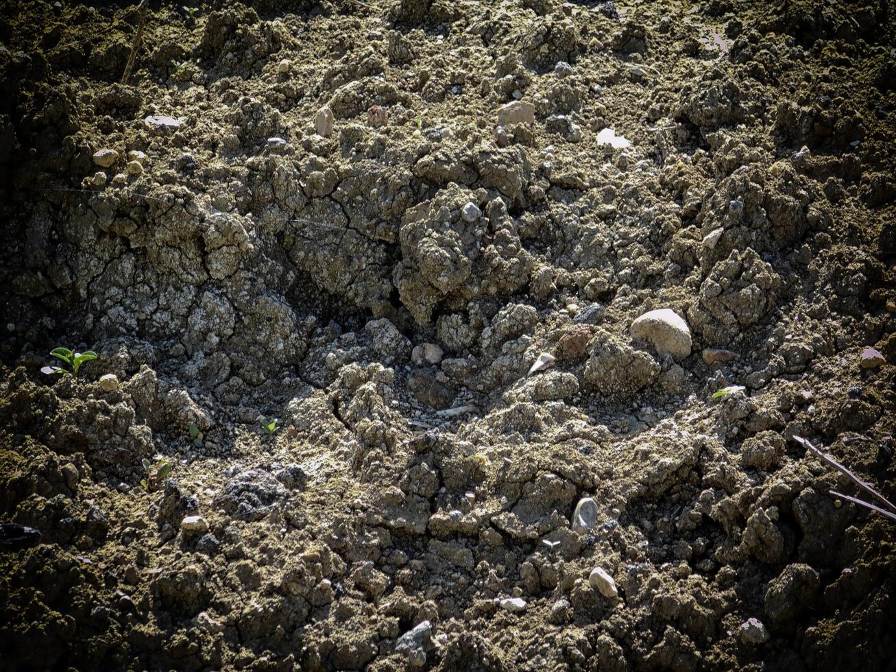 Dark Earth Texture In The Garden photo