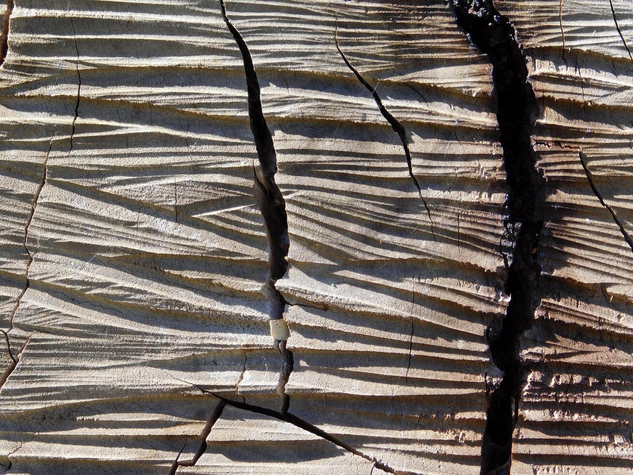 textura de tronco de árbol foto