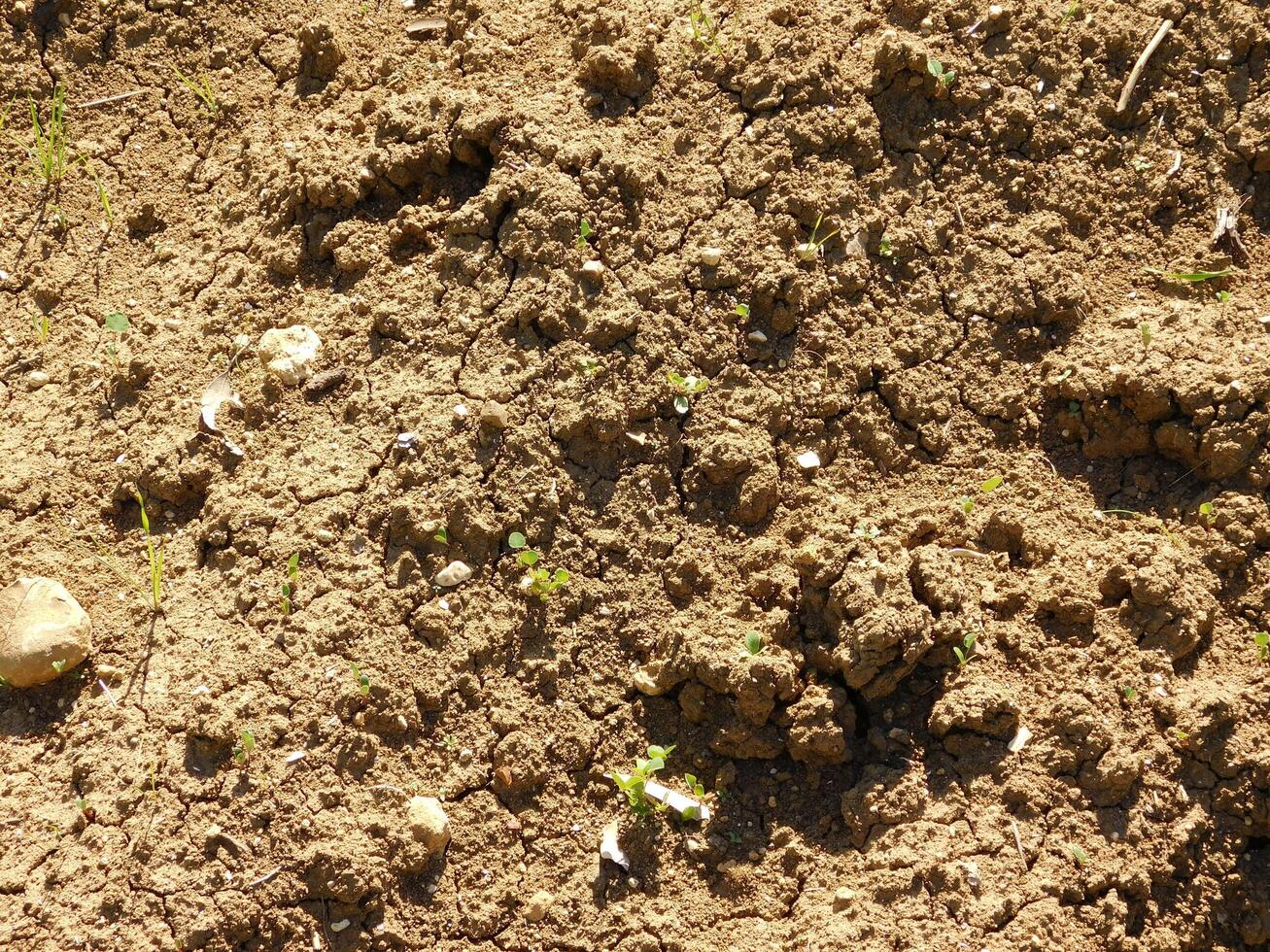 Ground texture in the garden photo