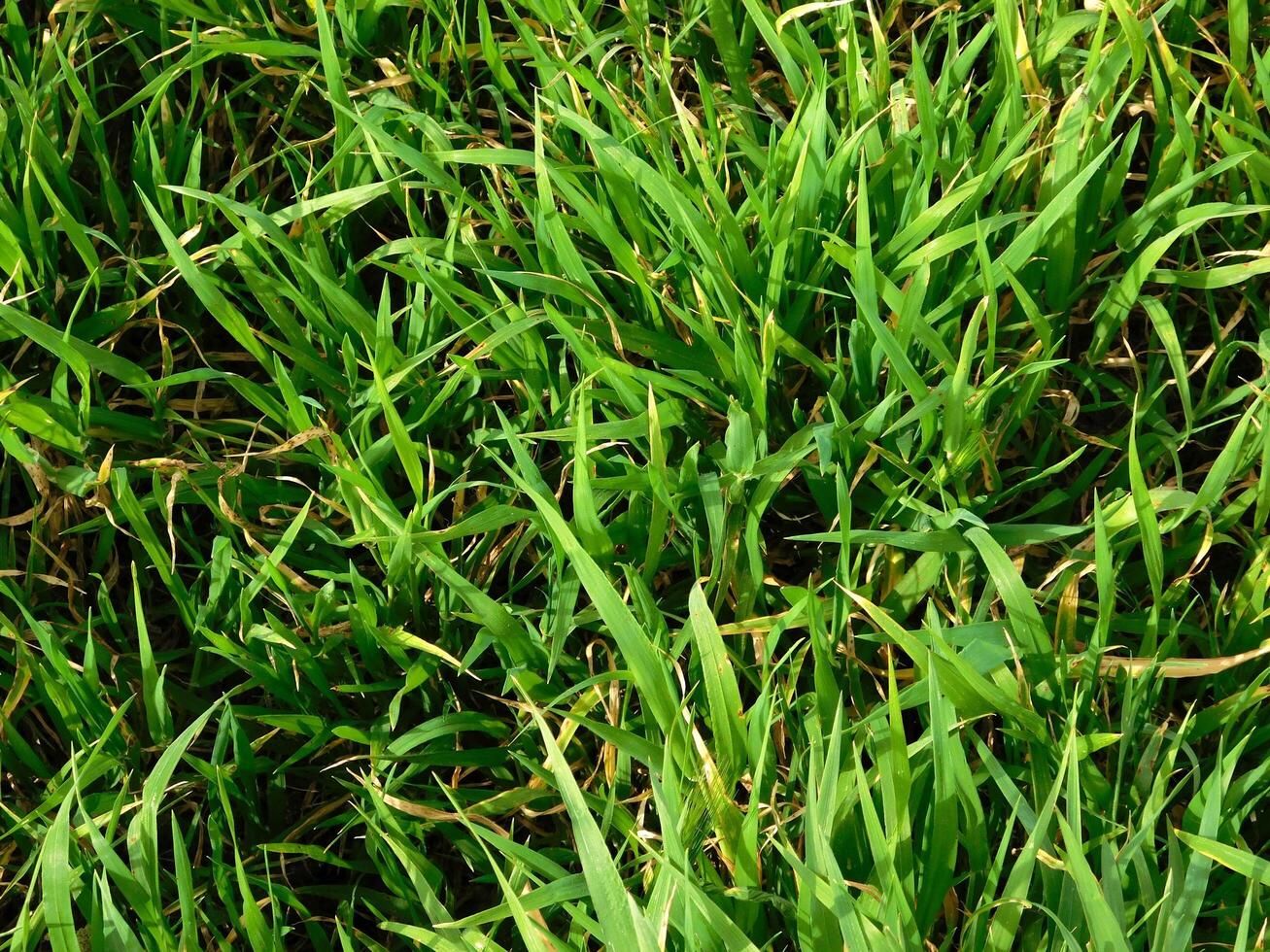 Lawn texture in the garden photo