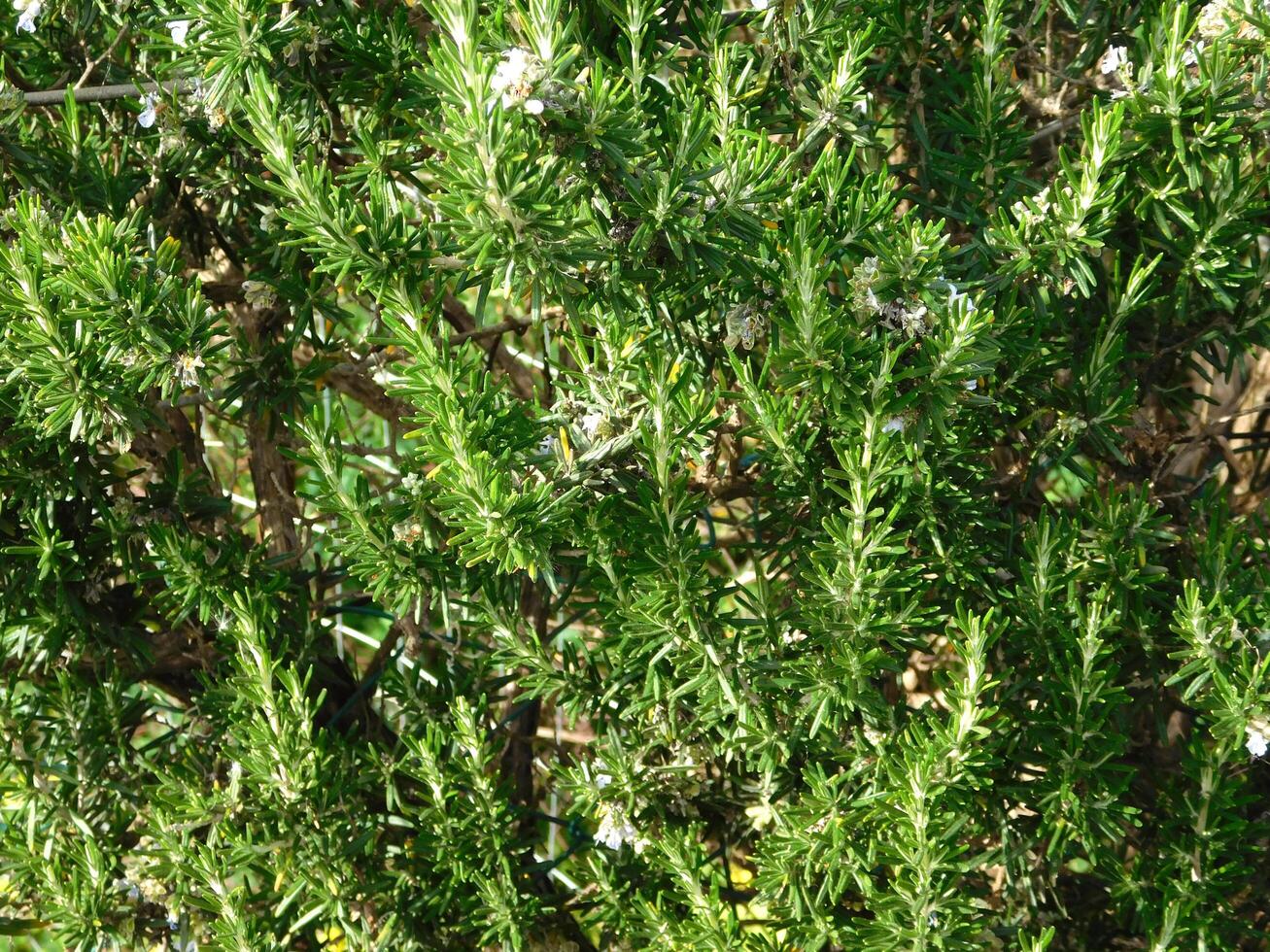 Thorny plants in the garden photo