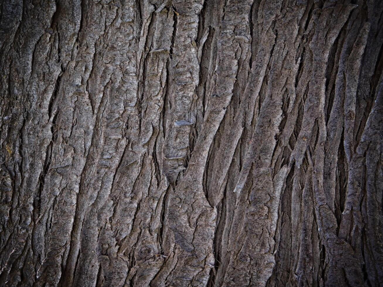 Dark Wood Texture In The Garden photo