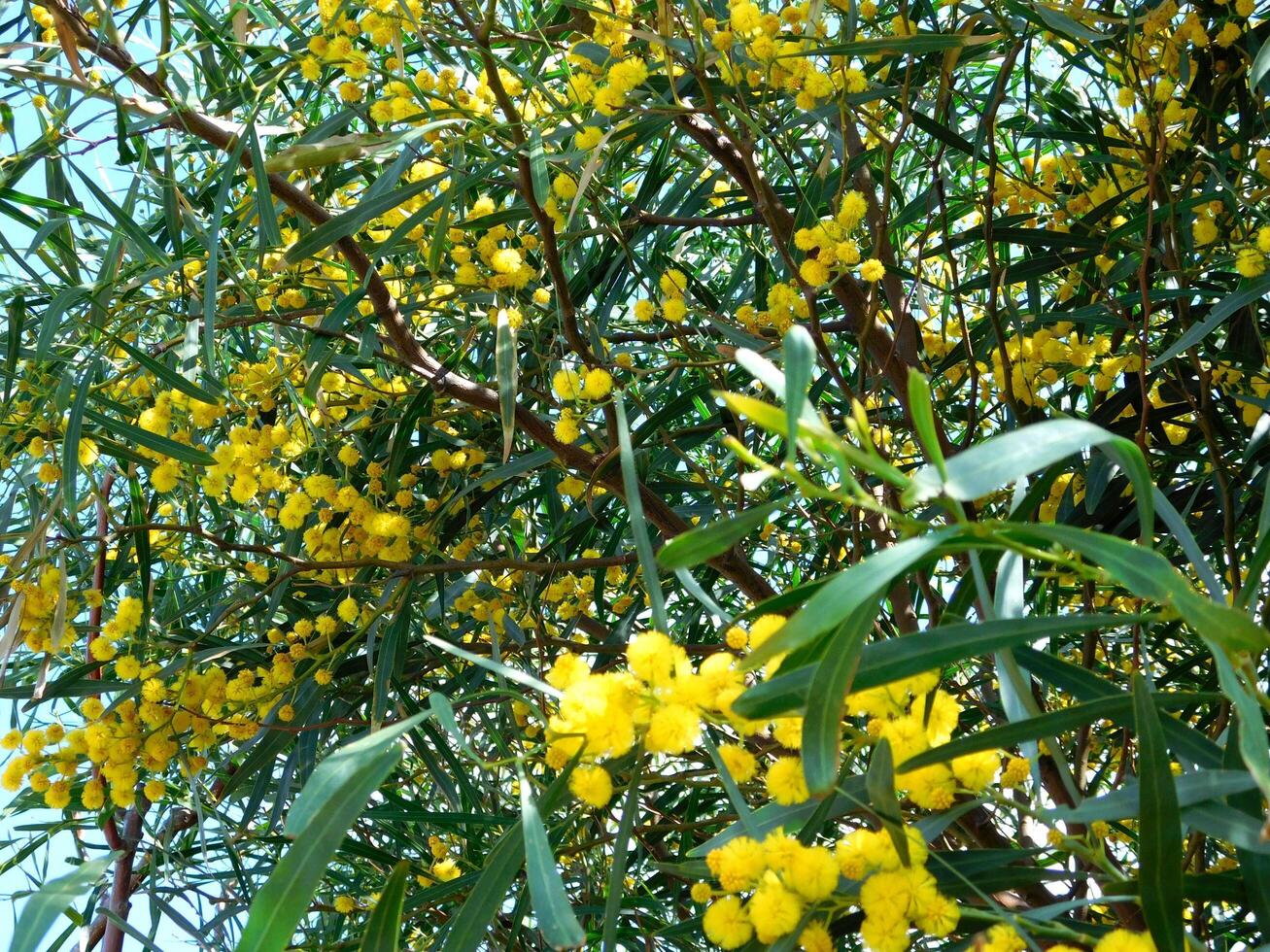 Flower in the garden photo