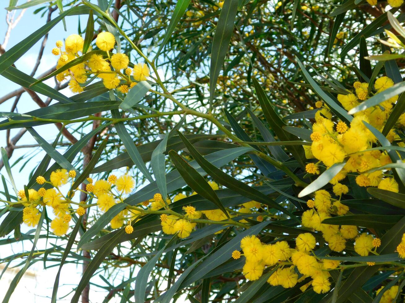 Flower in the garden photo