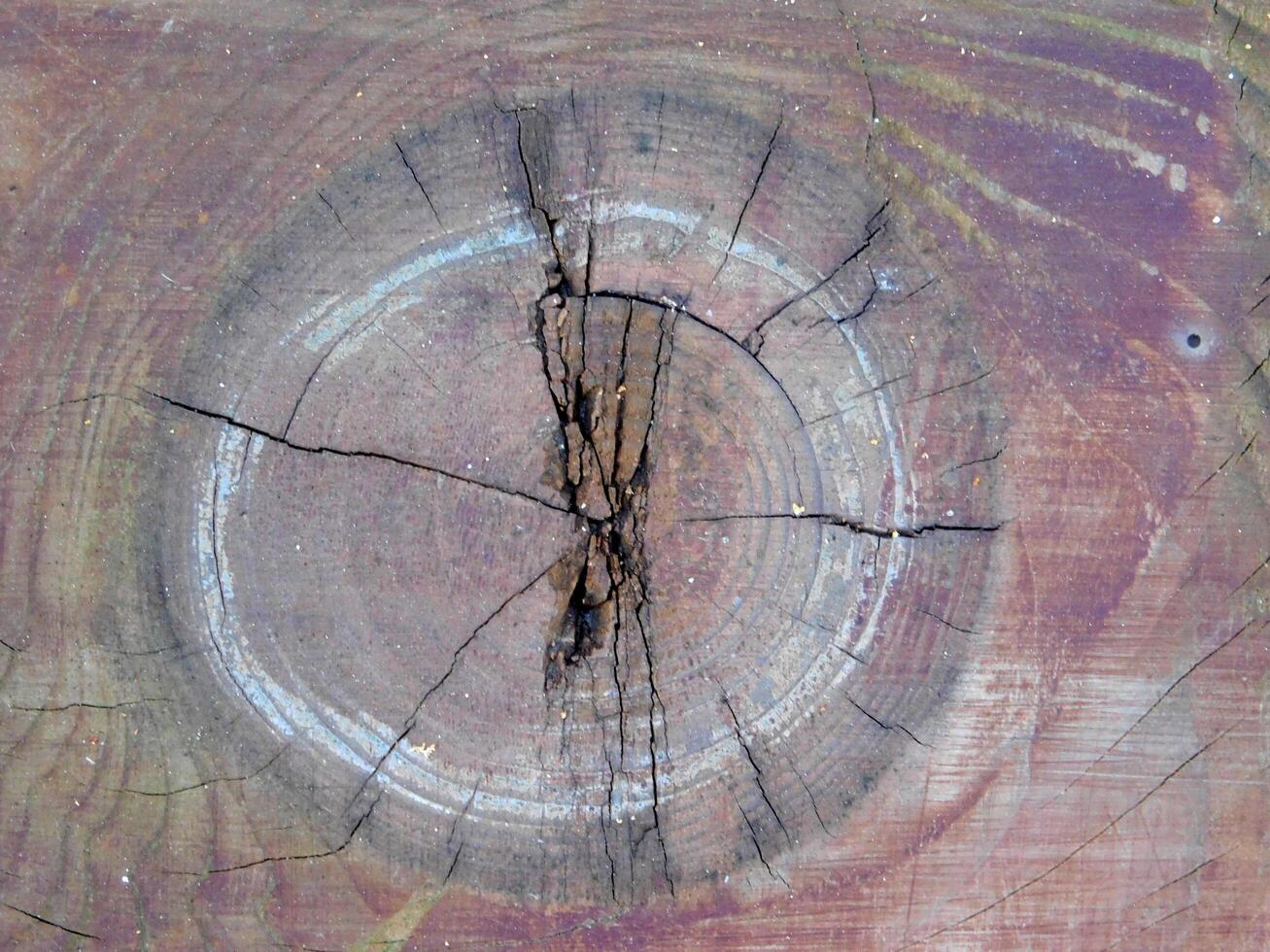 Tree trunk texture photo