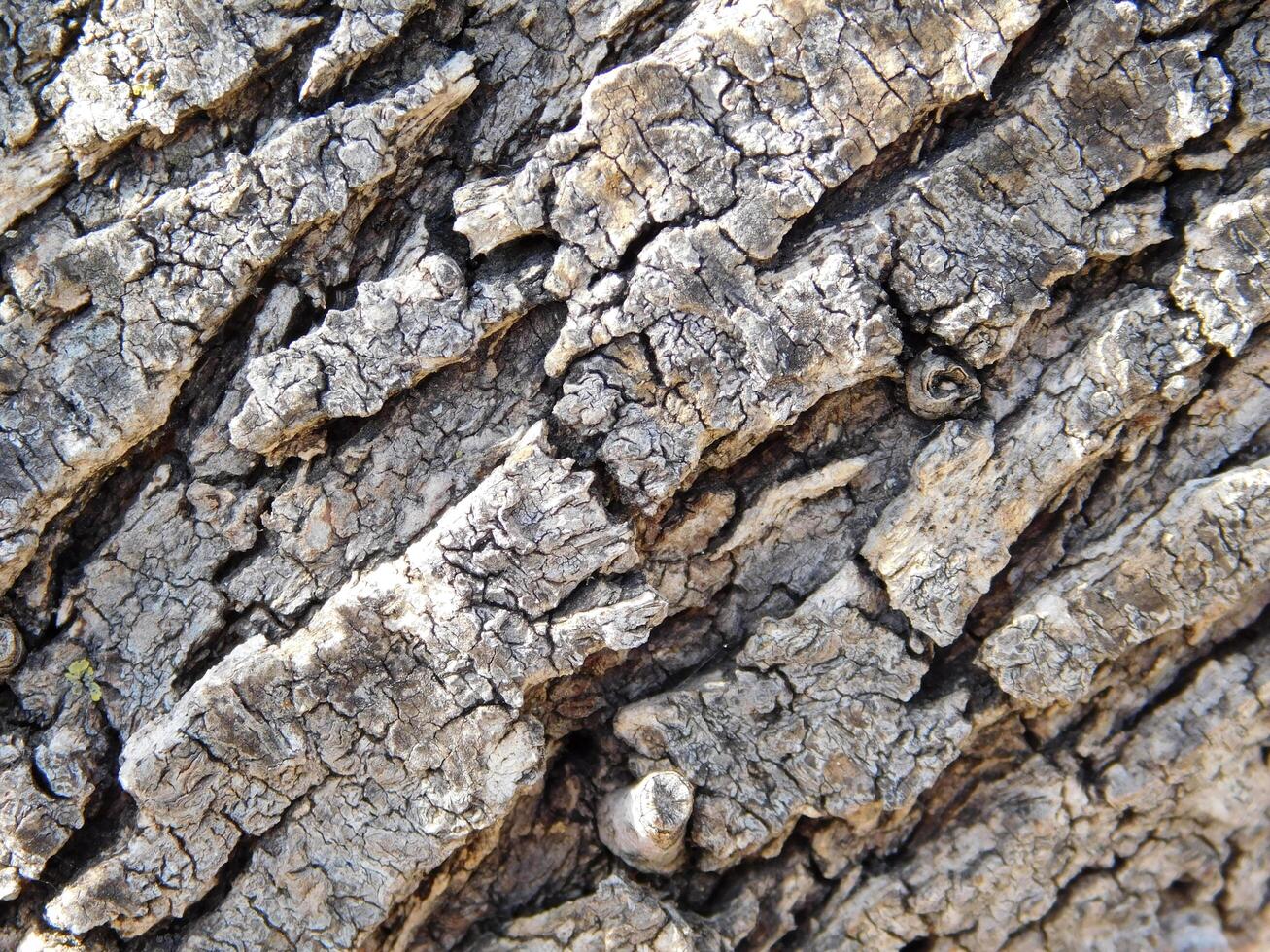 tree trunk texture photo