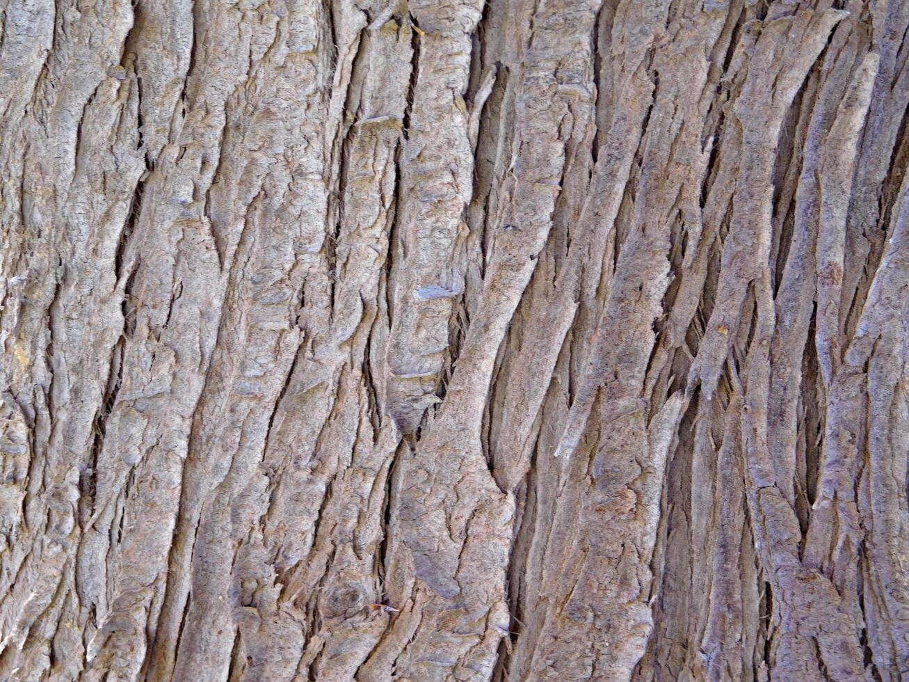 tree trunk texture photo