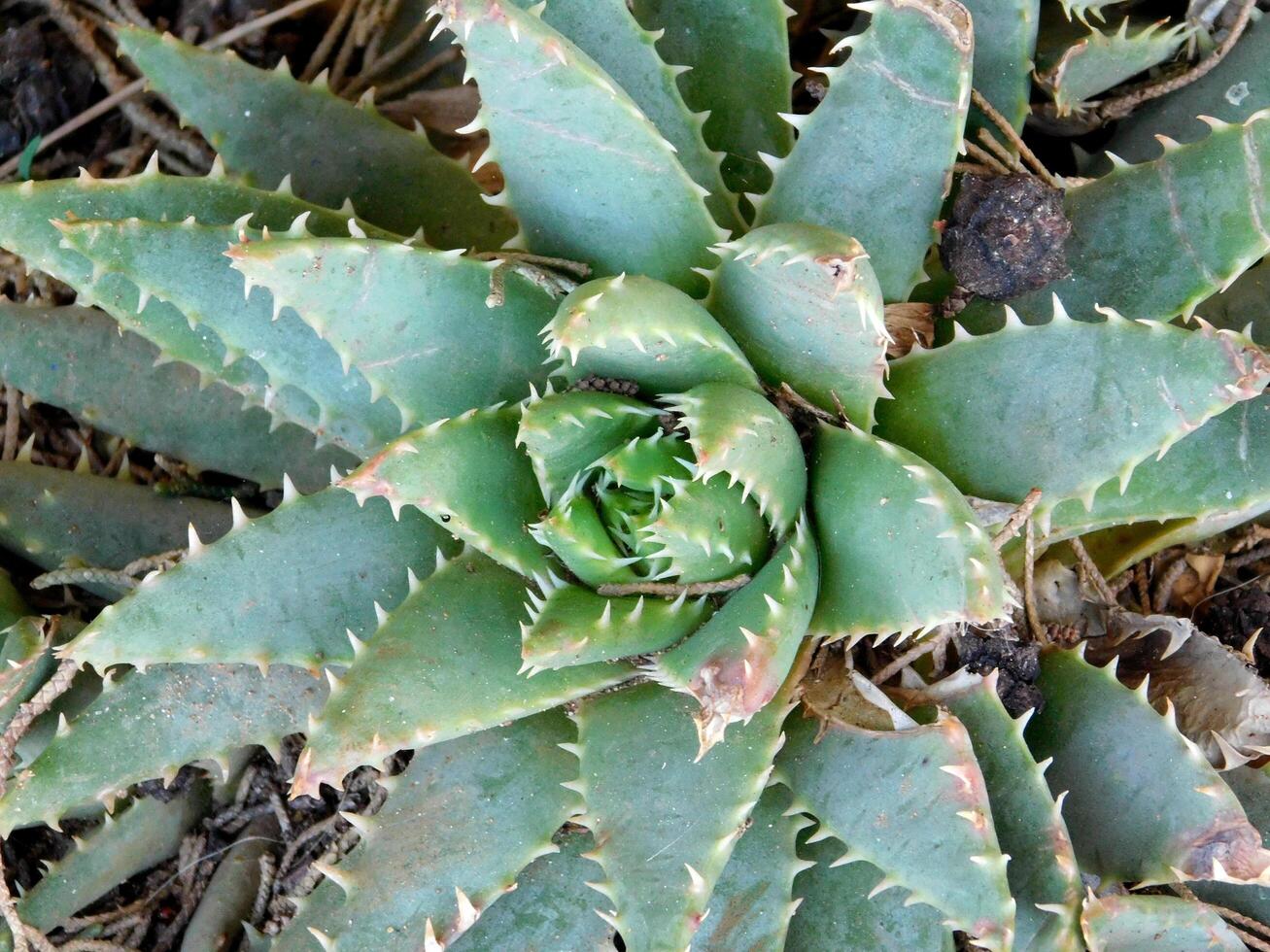 Thorny plants outdoor photo