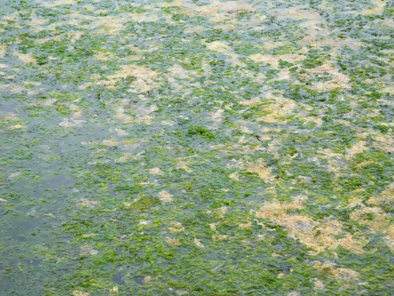 Seaweed texture outdoor photo