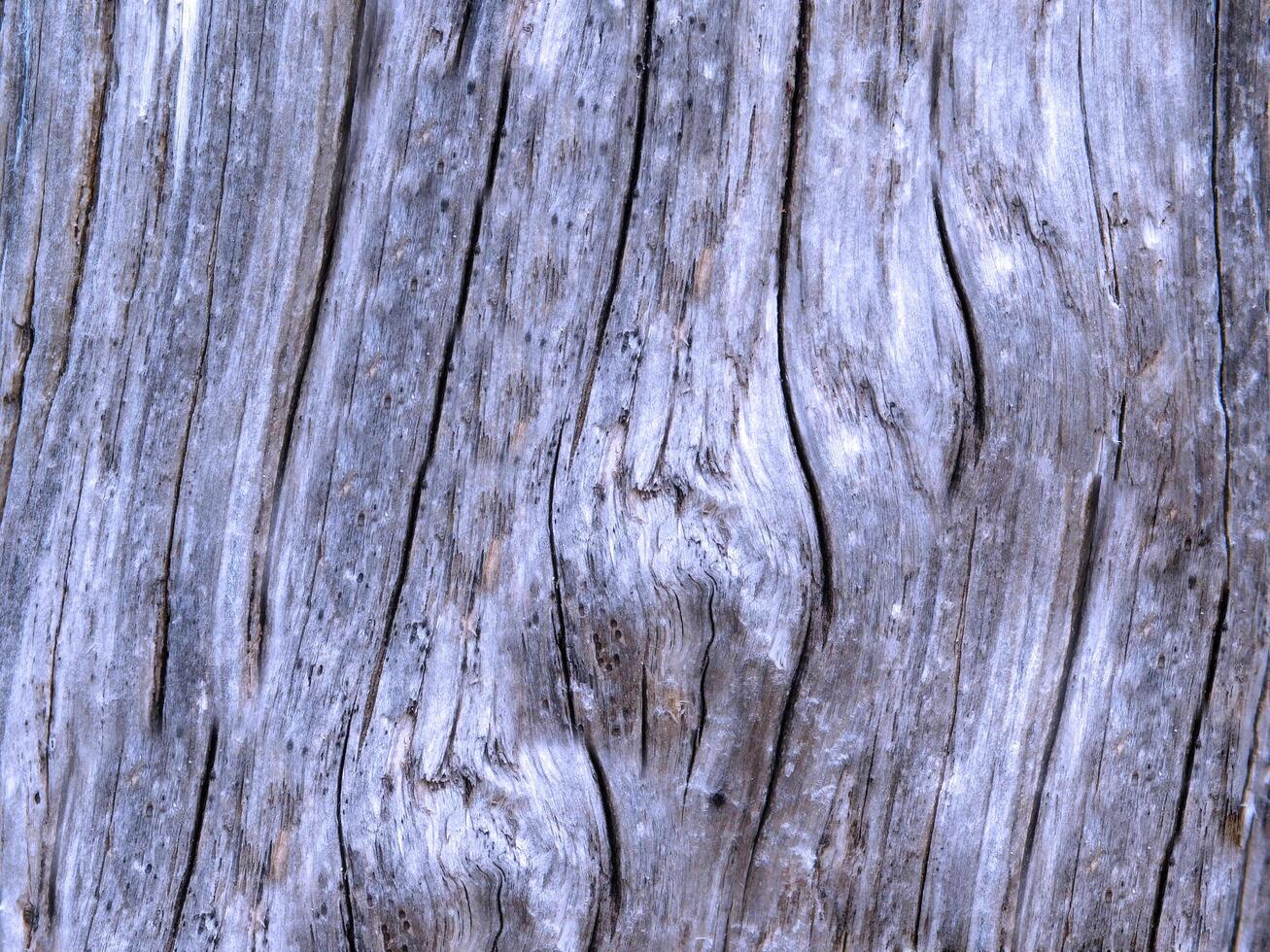 outdoor wood texture photo