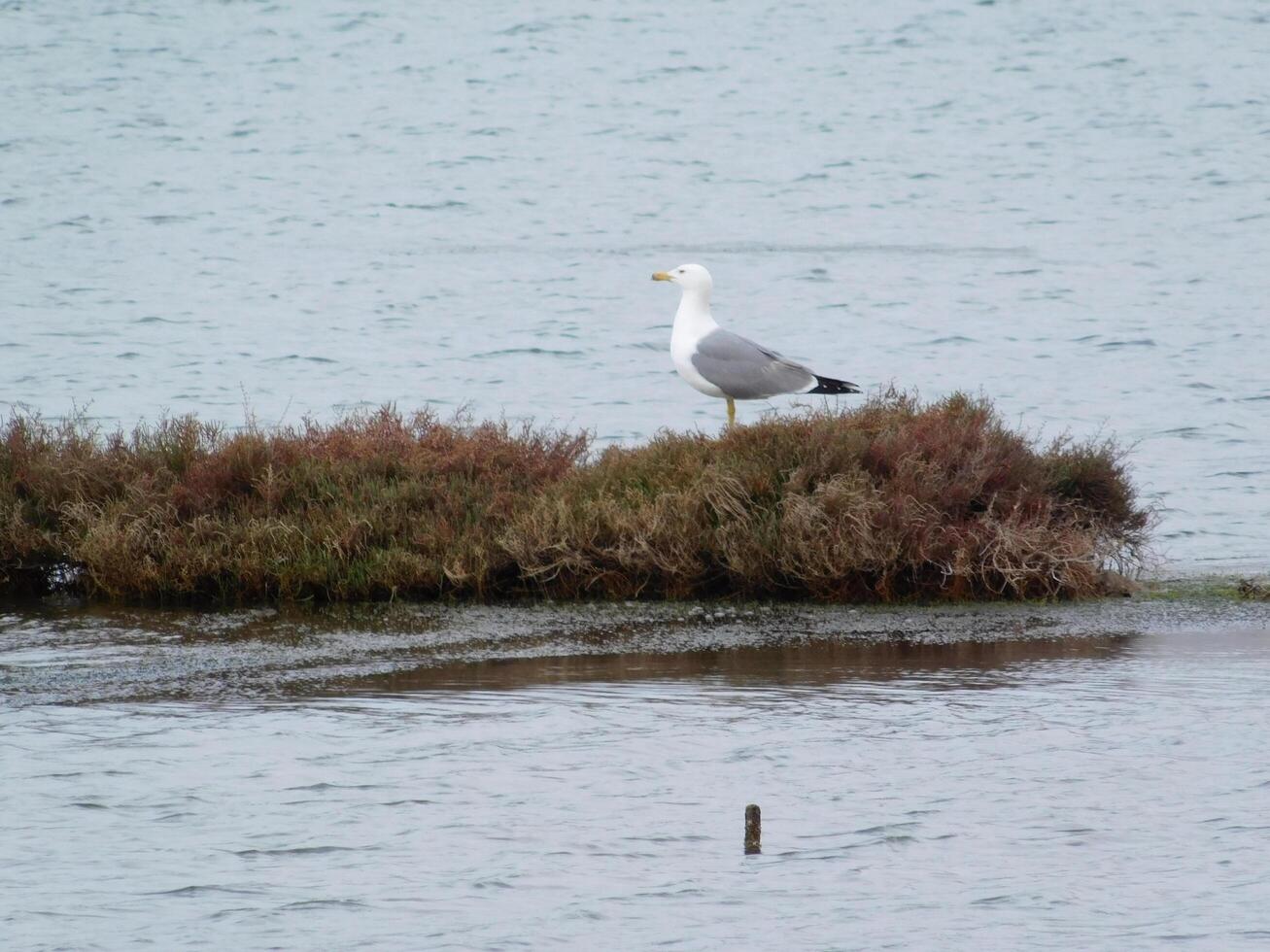 Seagull in the lake photo