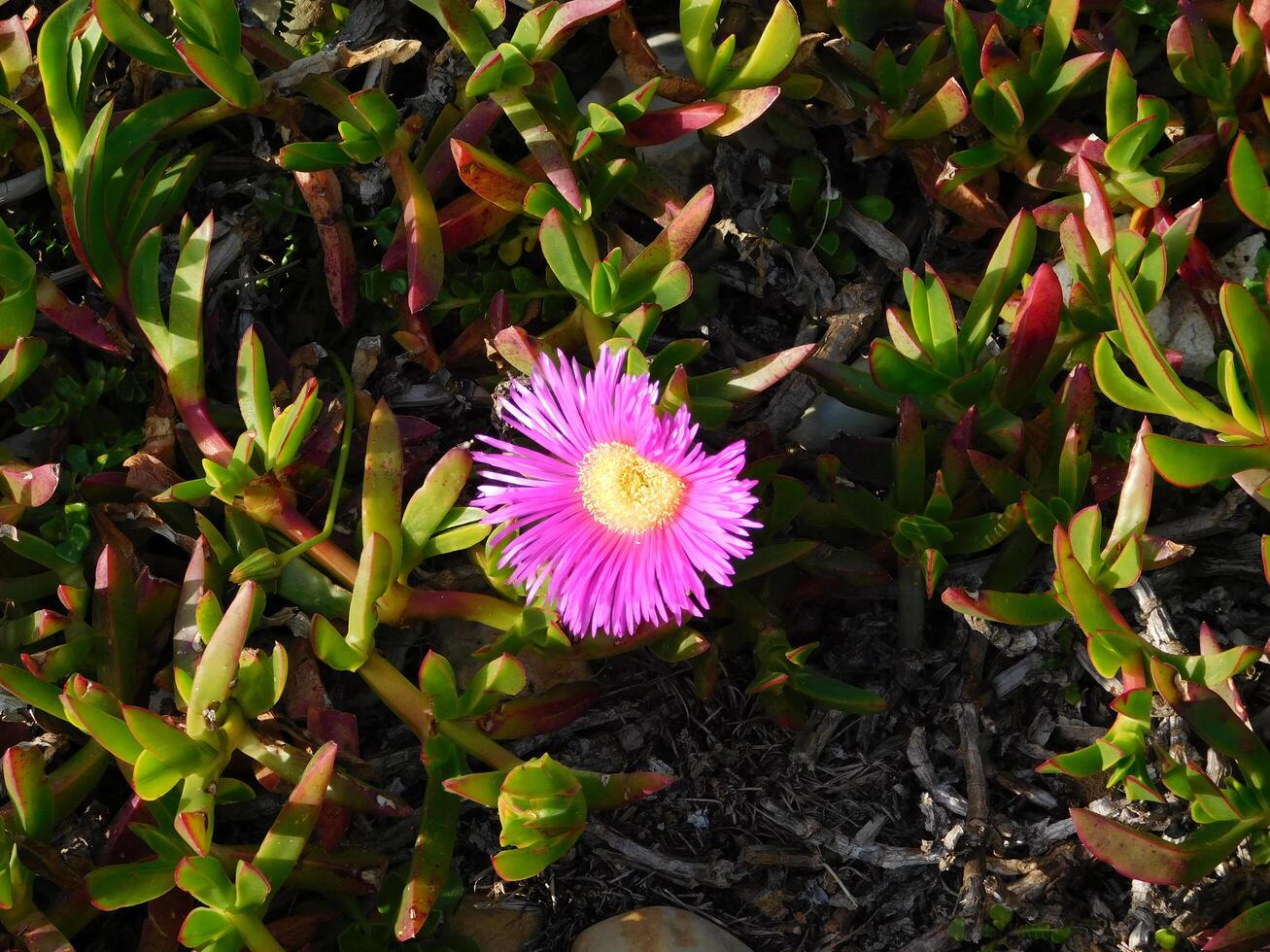 Flower in the garden photo