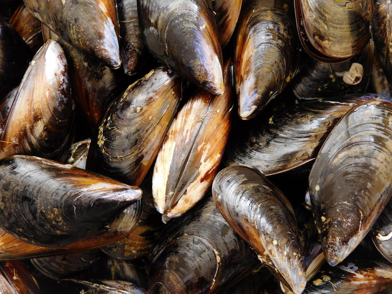 mejillones en el cocina foto