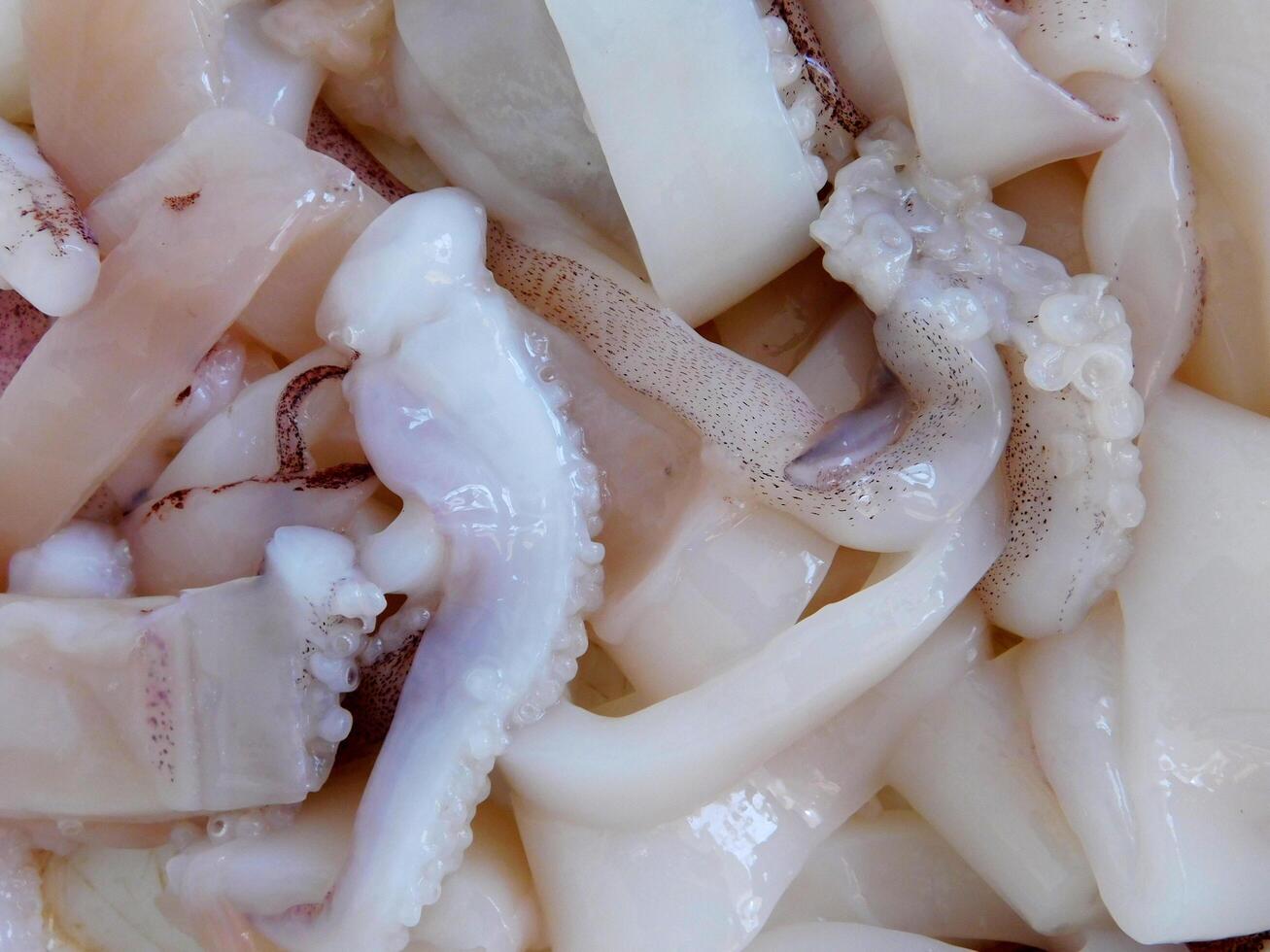 Squid in the kitchen photo