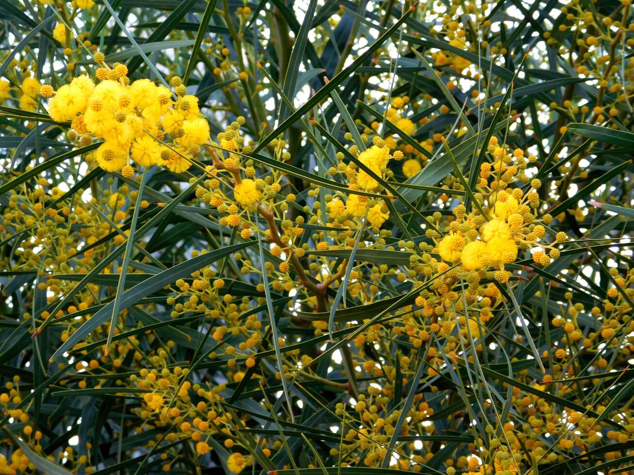 Flower in the garden photo