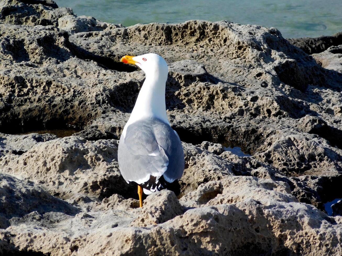 Seagull in the sea photo
