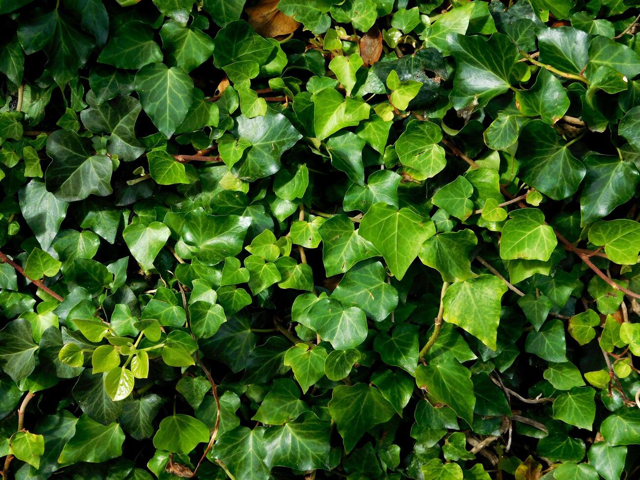 planta en el jardín foto