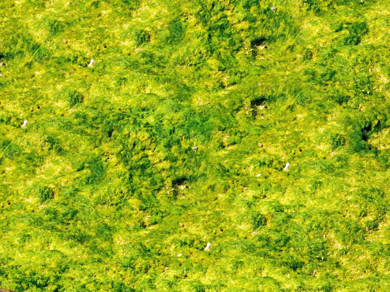 Texture Of Dark Seaweed At The Sea photo