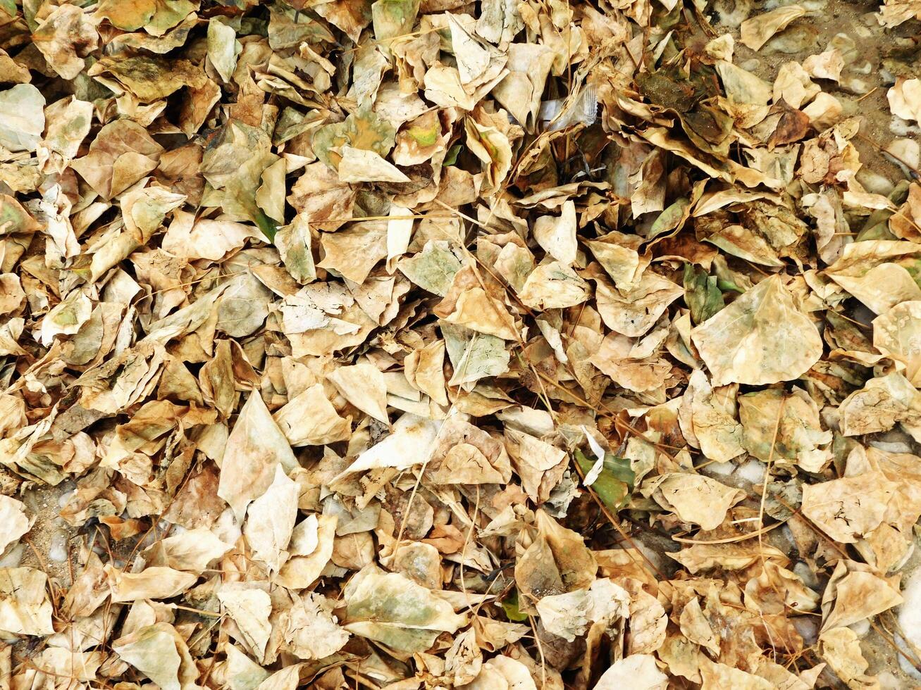 texture of dry leaves photo