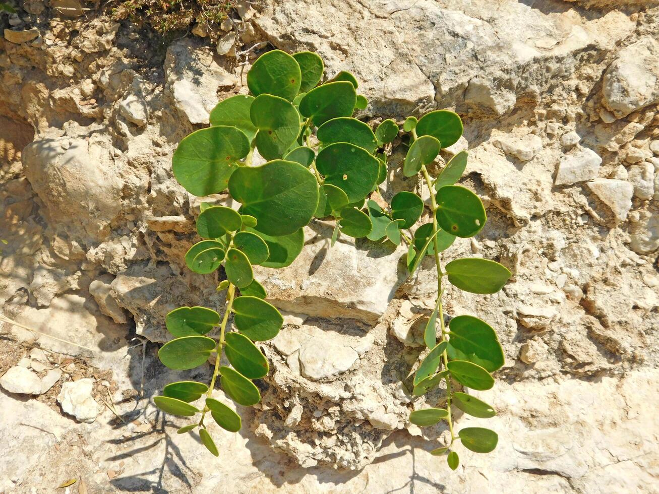 Outdoor Plant In The Garden photo