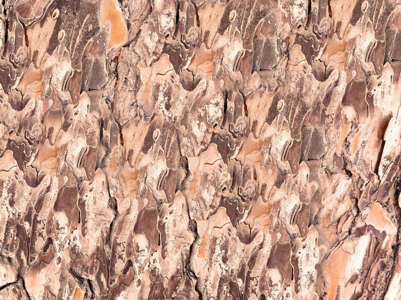 Outdoor wood texture photo