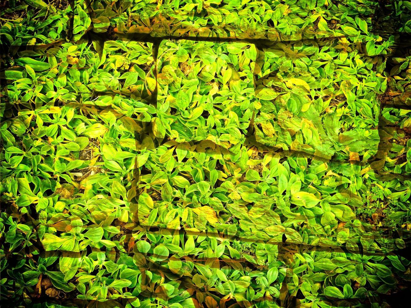 Texture Of Yellow Stone In The Garden photo