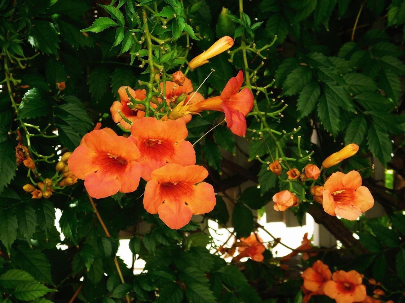 flores en el jardin foto