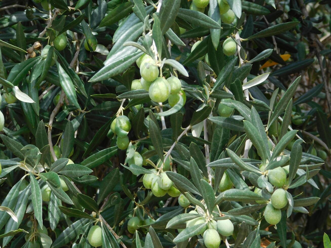Olive tree outdoor photo