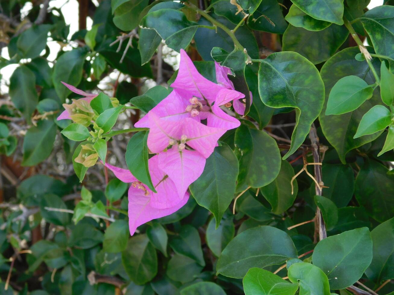 Flowers in the garden photo