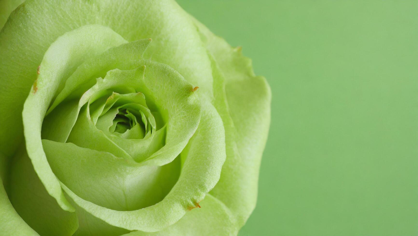 ai generado luciérnaga lleno floración verde Rosa en verde antecedentes hiper atención foto