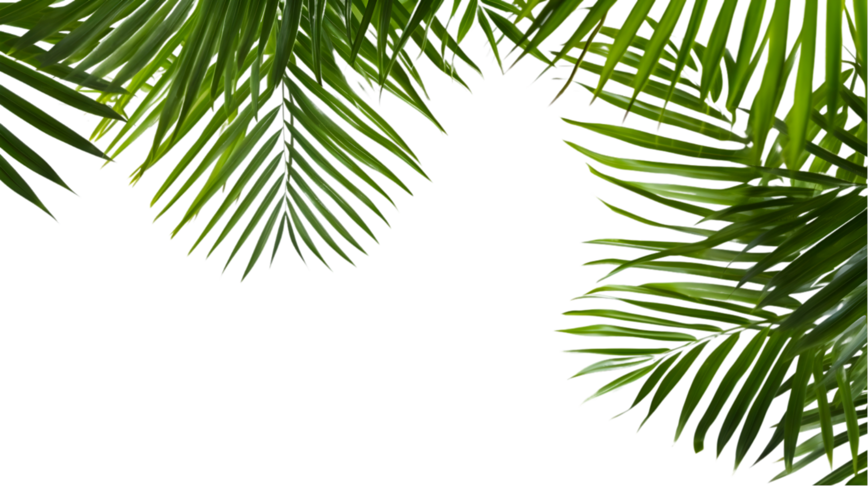 AI generated palm leaves on transparent background png