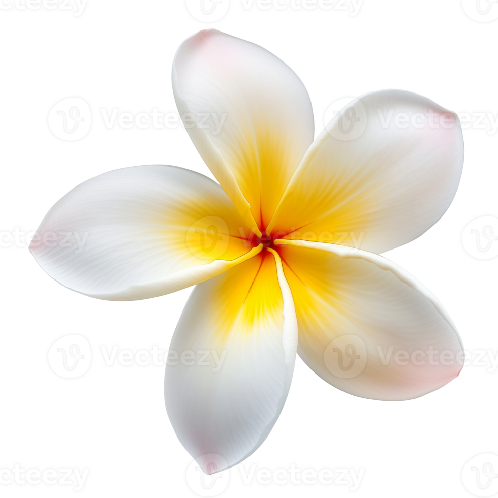 AI generated Frangipani Plumeria tropical spa flower. Isolated element png