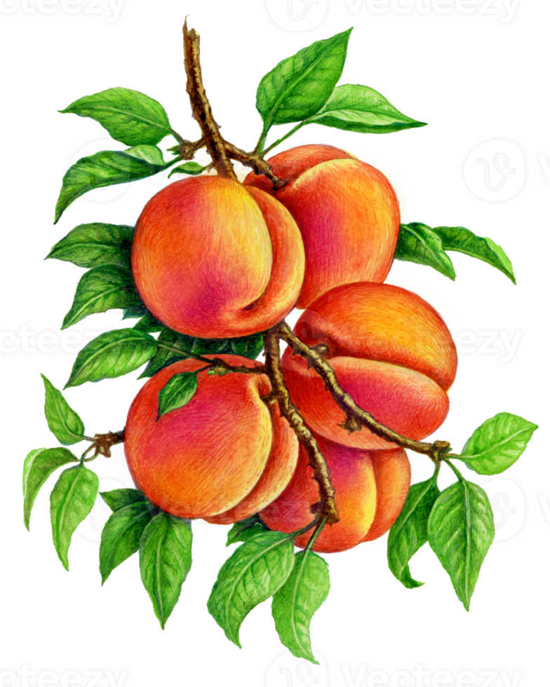 persika på en gren. uppsättning av vattenfärg illustrationer för etiketter, menyer, eller förpackning design. png