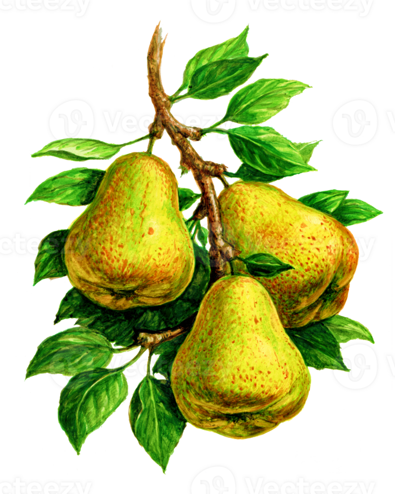 päron på en gren. uppsättning av vattenfärg illustrationer för etiketter, menyer, eller förpackning design. png