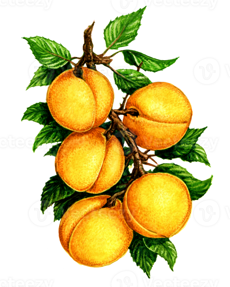 Apricot on a branch. Set of watercolor illustrations for labels, menus, or packaging design. png