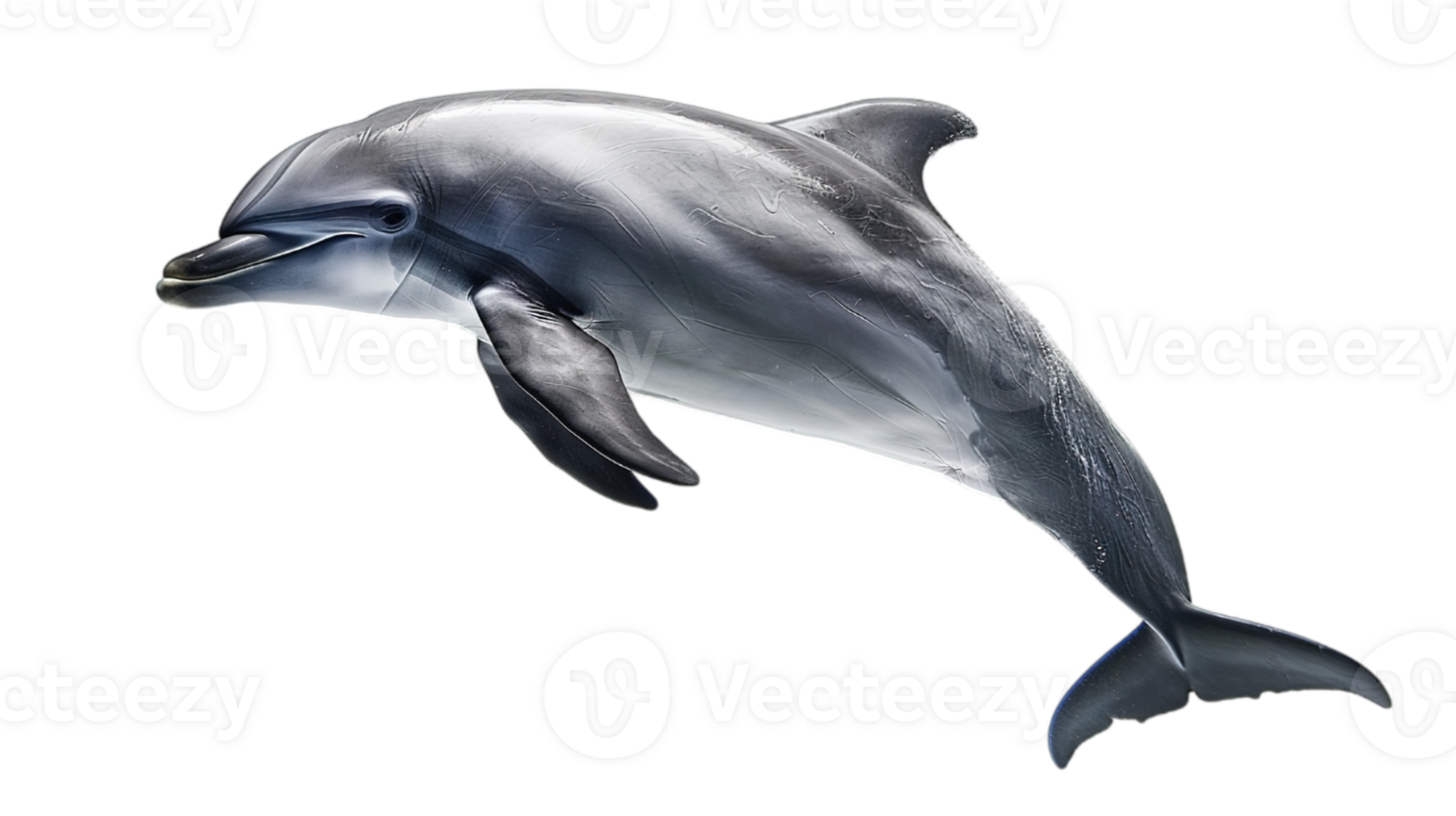 AI generated bottle-nosed dolphin, grace of marine life, isolated on transparent background png