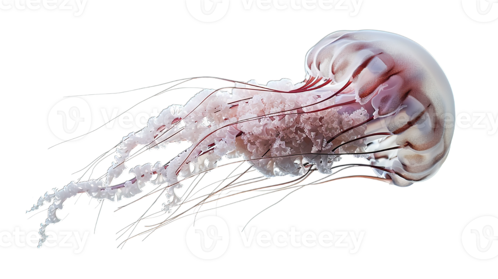 AI generated delicate translucent jellyfish in the tranquil sea, isolated on transparent background png