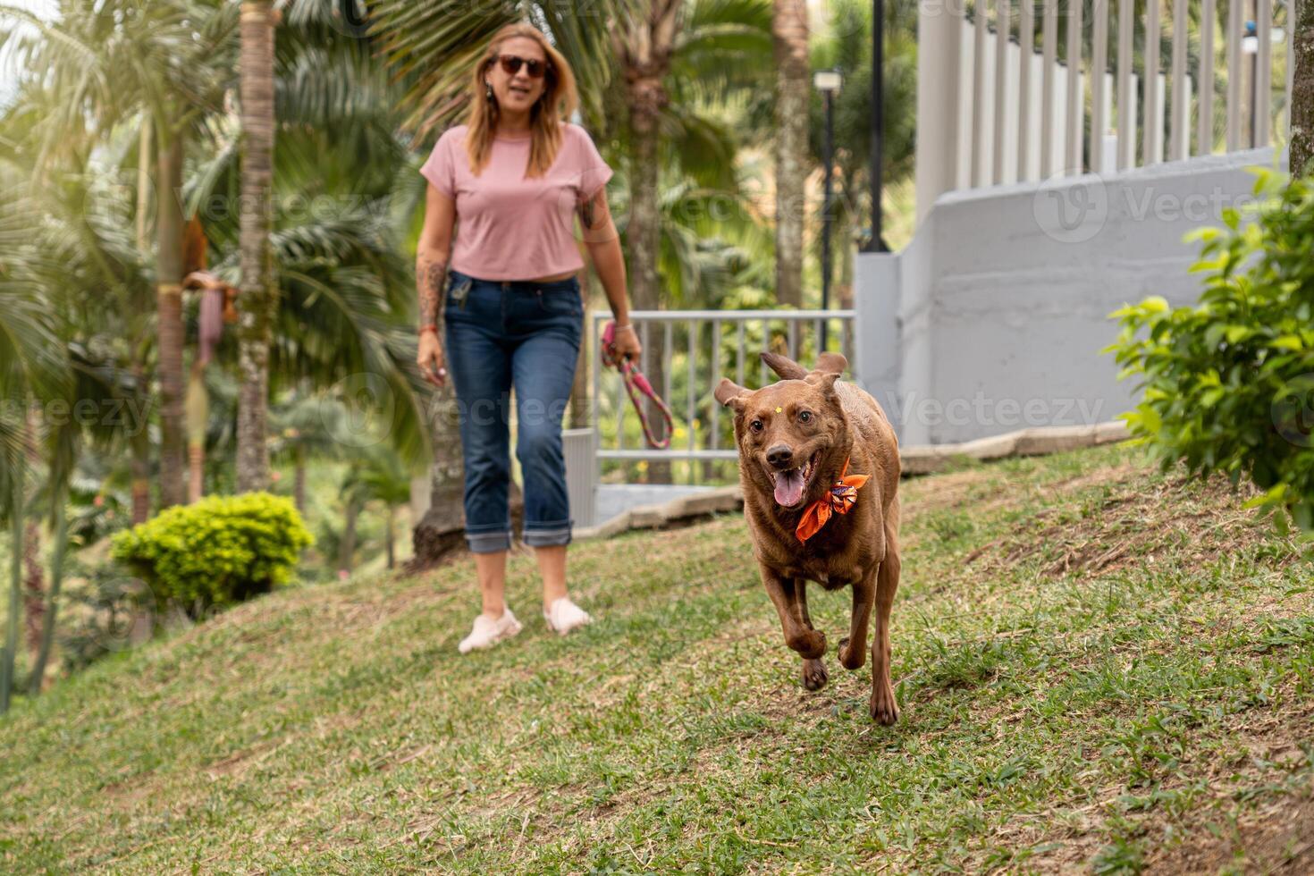 el exuberante perro carreras hacia el cámara en el parque, acompañado por sus dueño. foto